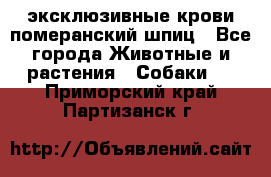 эксклюзивные крови-померанский шпиц - Все города Животные и растения » Собаки   . Приморский край,Партизанск г.